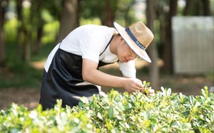 全国园艺公司工商企业名录